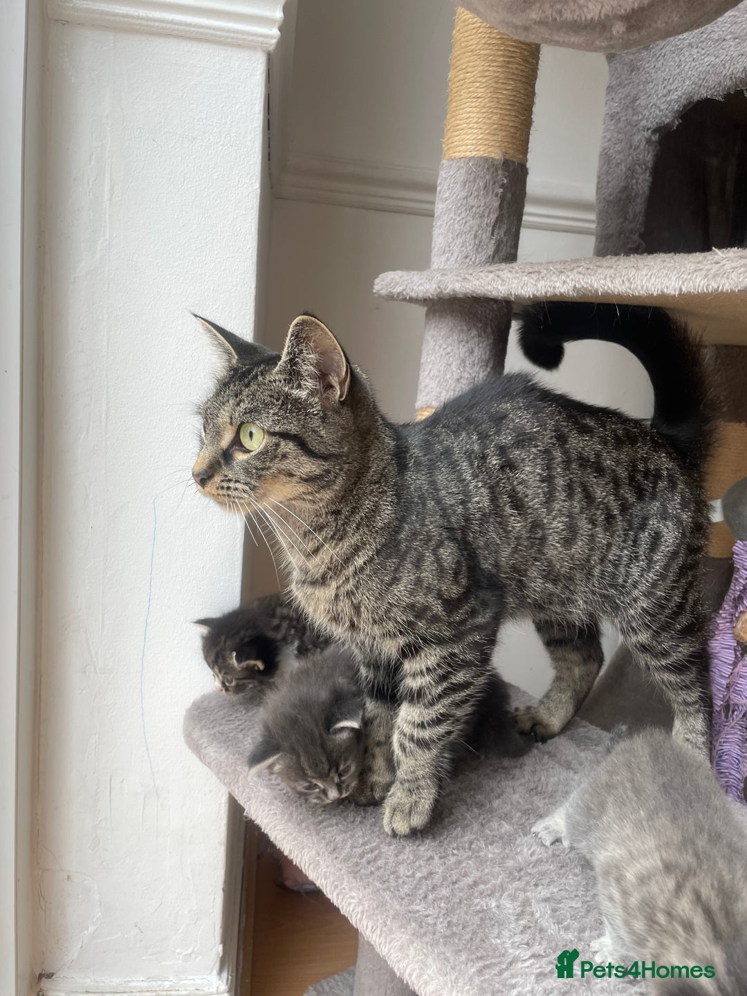 Egyptian Mau cats for sale: Egyptian mau kittens  - Image 17