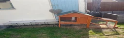 Mixed Breed rabbits for sale: Cute male baby bunny for sale (19 weeks) in Southampton - Advert 13