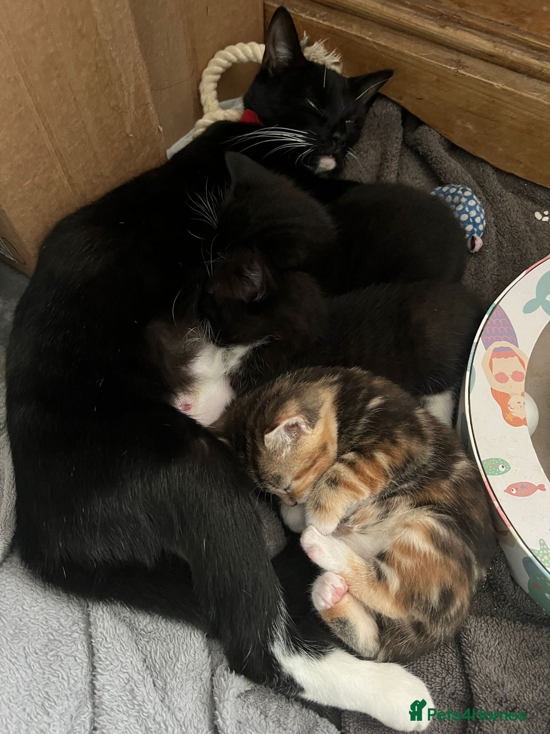 Mixed Breed cats for sale: 3 friendly kittens for sale - Image 13