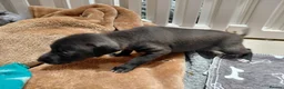 Italian Greyhound dogs for sale: 🐾 Italian Greyhound Puppies for Sale 🐾 - Advert 3