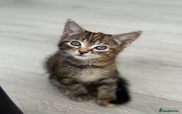 Turkish Angora cats for sale: 4 Beautiful Turkish Angora Mix Kittens - Image 10
