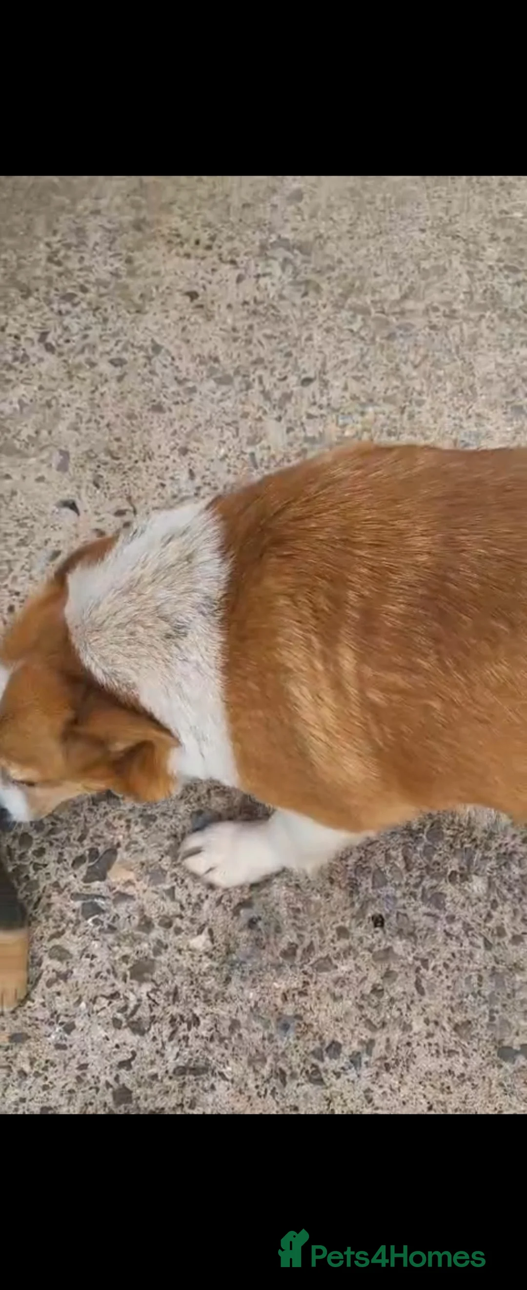 Jack Russell dogs for sale: Stunning jack russell puppy - Advert 1