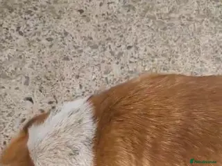 Jack Russell dogs Stunning jack russell puppy - Advert 1