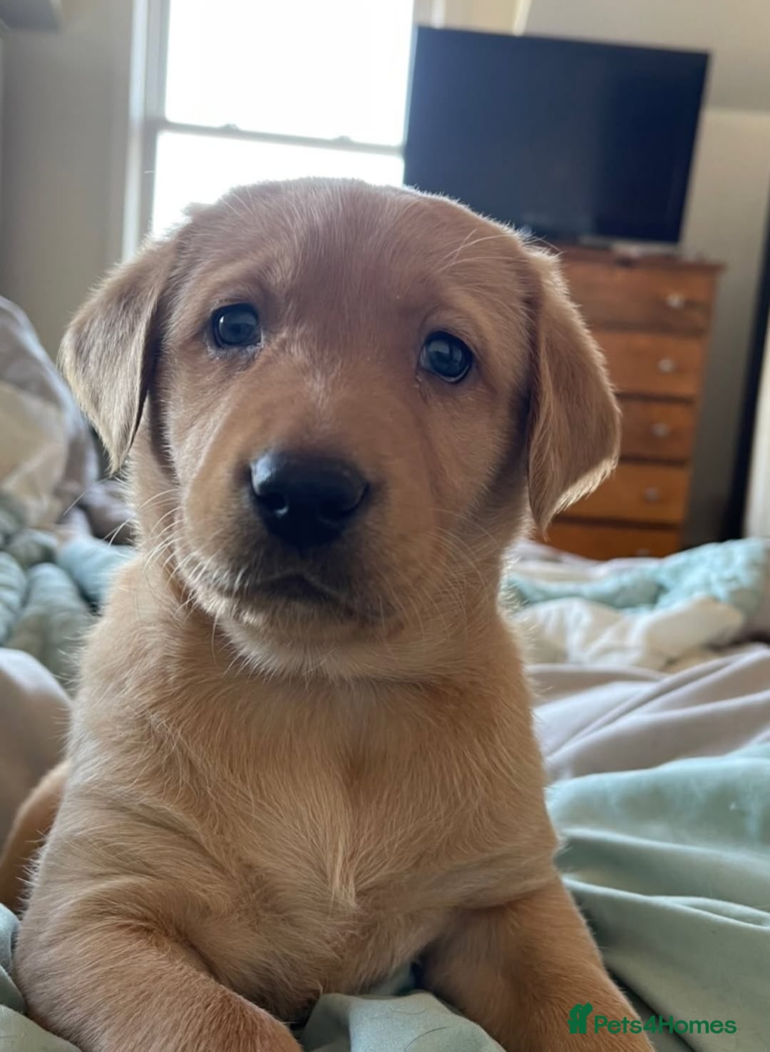 Labrador Retriever dogs for sale: Labrador puppies - Image 6