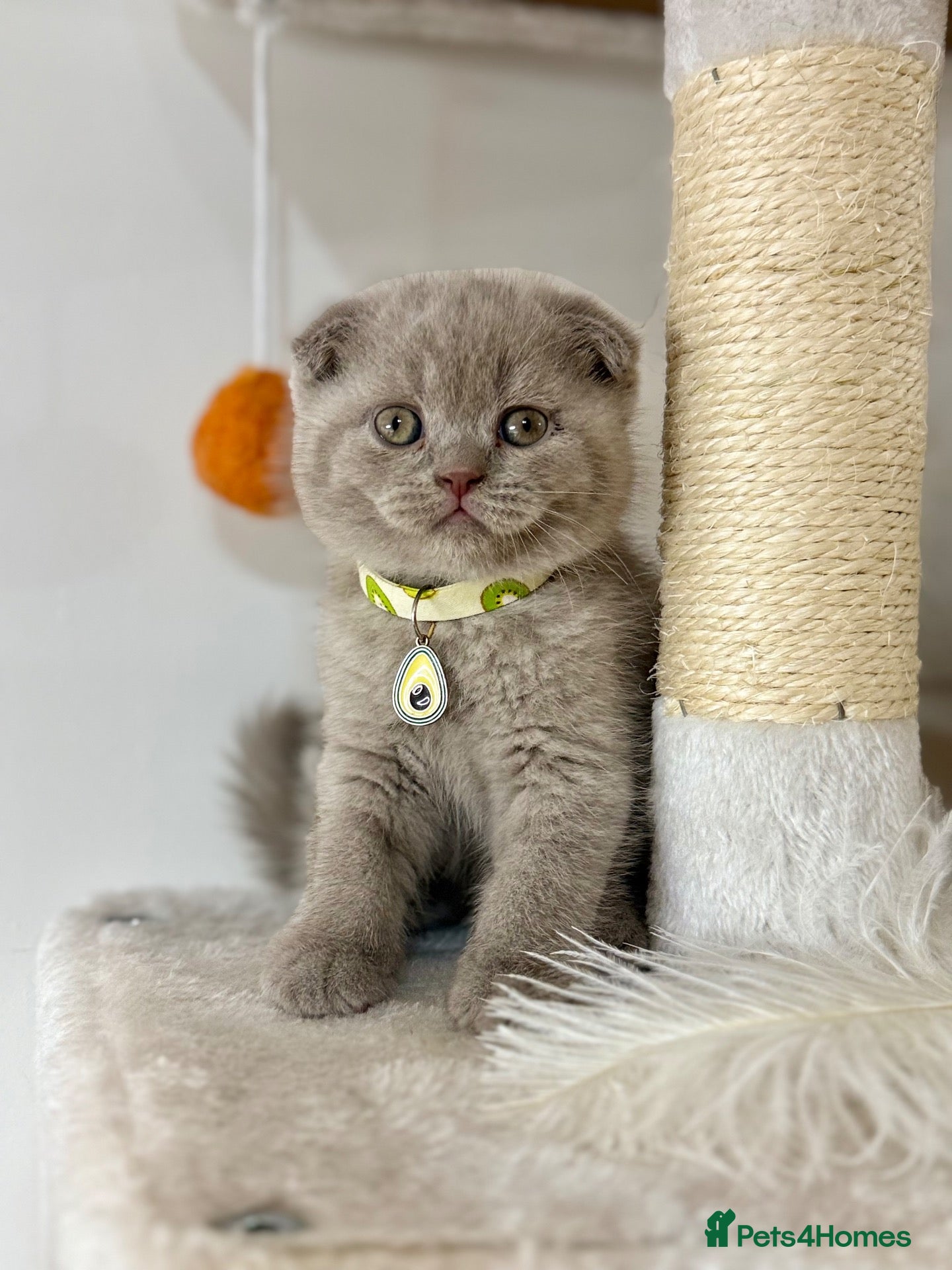 Scottish Fold cats Scottish fold - Advert 2
