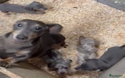 Miniature Dachshund dogs for sale: Minature Dachshund - Image 17