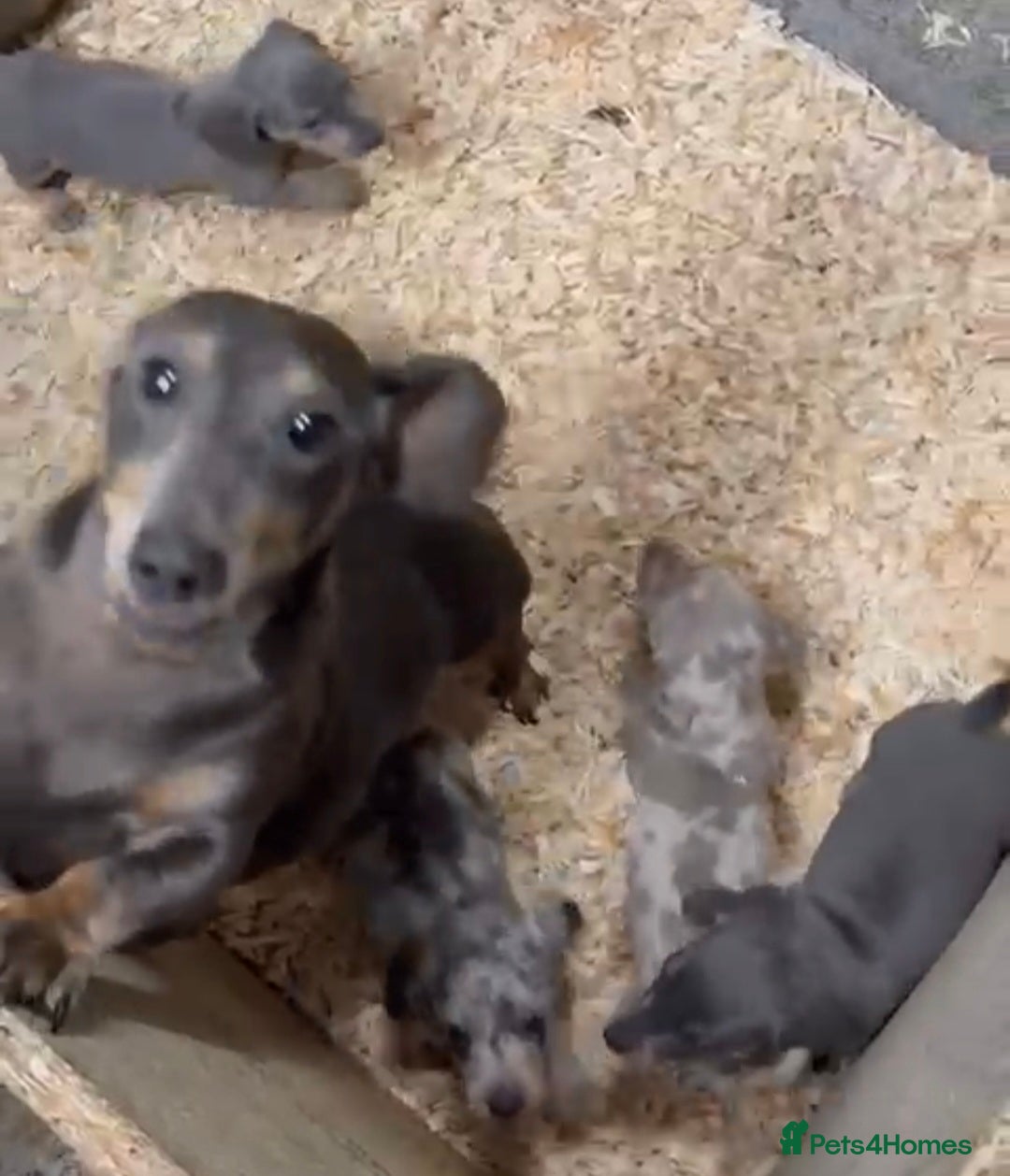 Miniature Dachshund dogs for sale: Minature Dachshund - Image 17