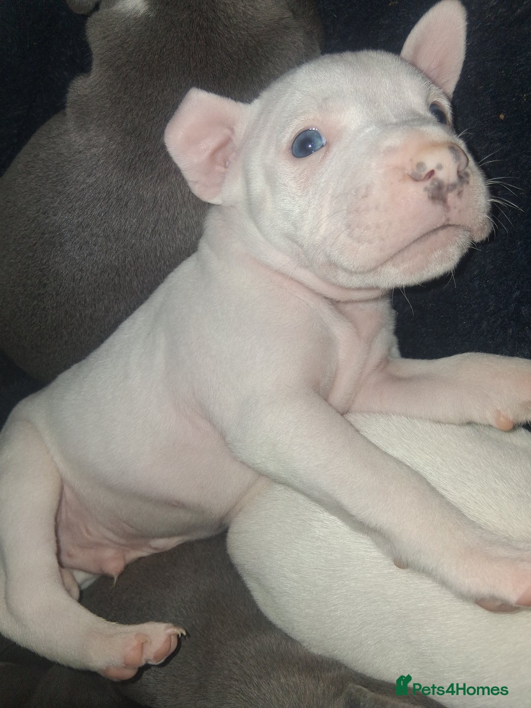 Staffordshire Bull Terrier dogs for sale: Adorable staffy puppies  - Advert 10