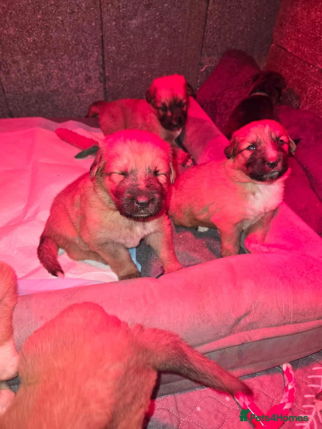 Mixed Breed dogs for sale: Highland Shepherd Puppies!!! - Advert 4