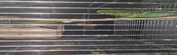 Budgerigars birds for sale: Budgies for Sales  in London - Advert 1