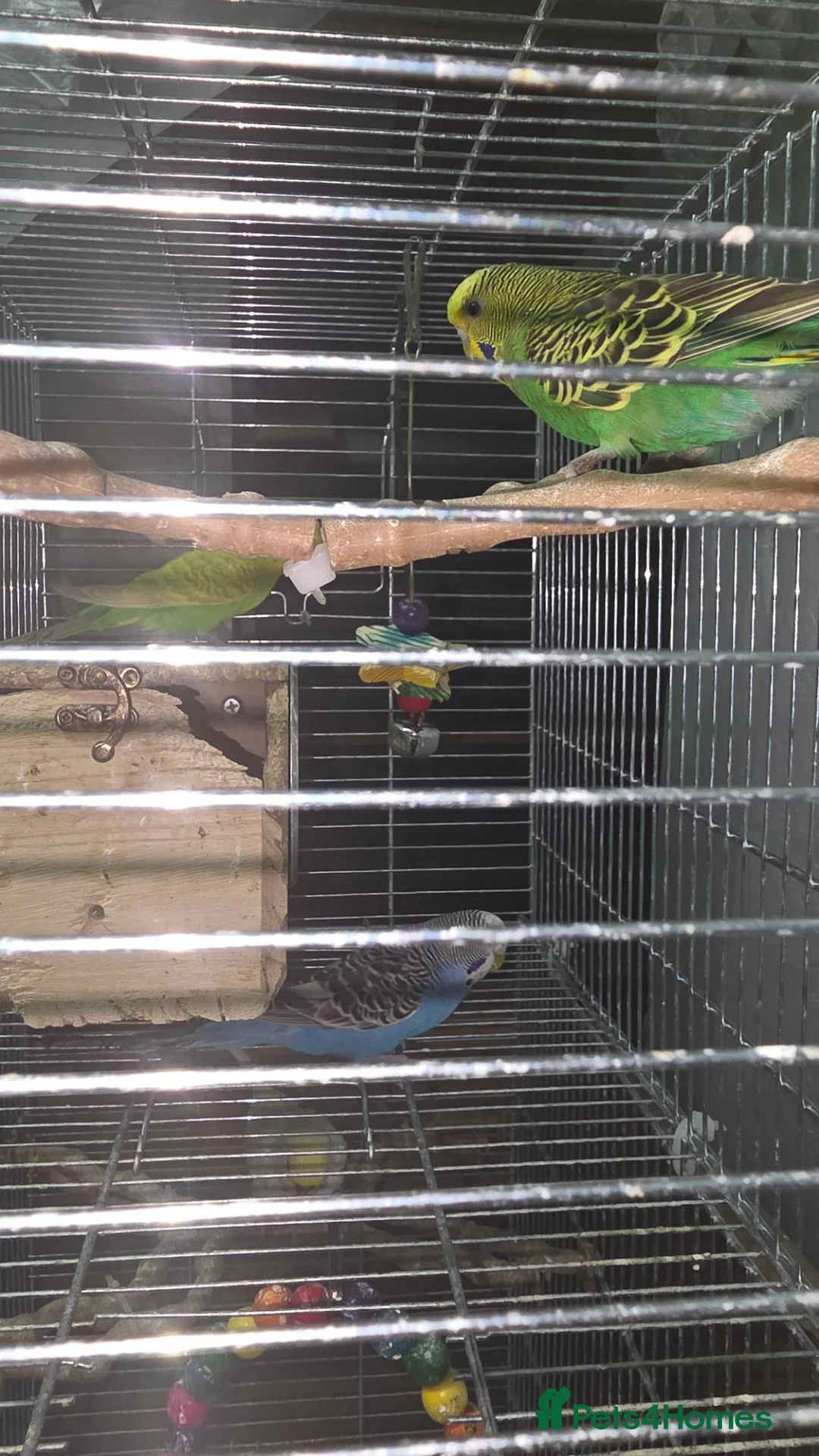Budgerigars birds for sale: Budgies for Sales  in London - Advert 1