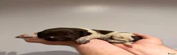 German Shorthaired Pointer dogs for sale: 🏆Exceptional GSP Puppies🏆 - Advert 7
