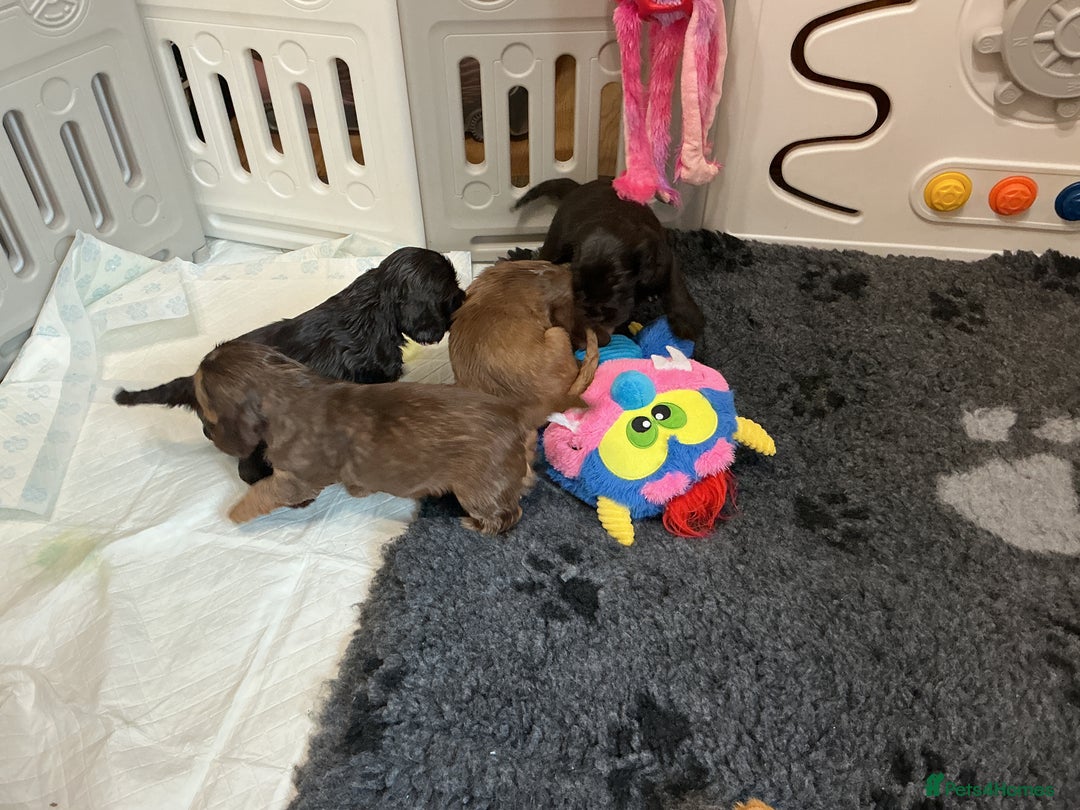 Cocker Spaniel dogs for sale: KC Reg Show Cocker Ext health tested - Image 12