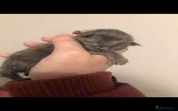 Maine Coon cats for sale: Black/Blue Smoke Maine Coon - Image 14