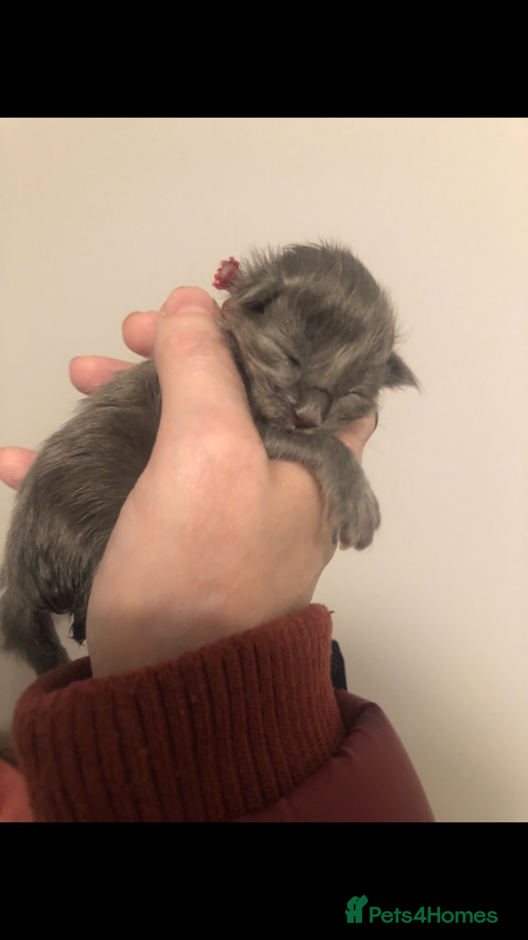 Maine Coon cats for sale: Black/Blue Smoke Maine Coon - Image 14