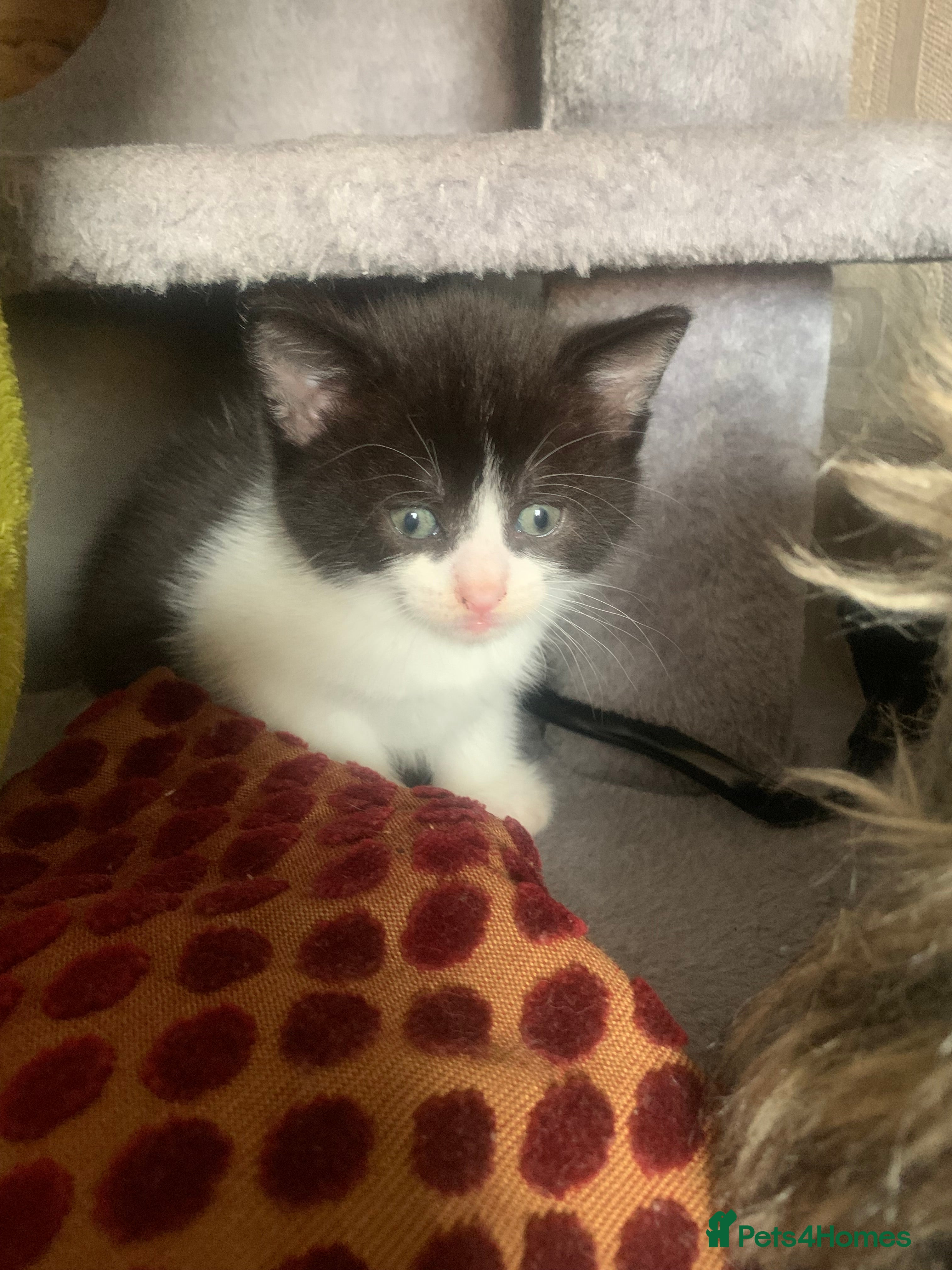 Persian cats cute adorable bundle of joy kittens - Advert 18