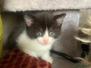 Persian cats cute adorable bundle of joy kittens - Advert 18