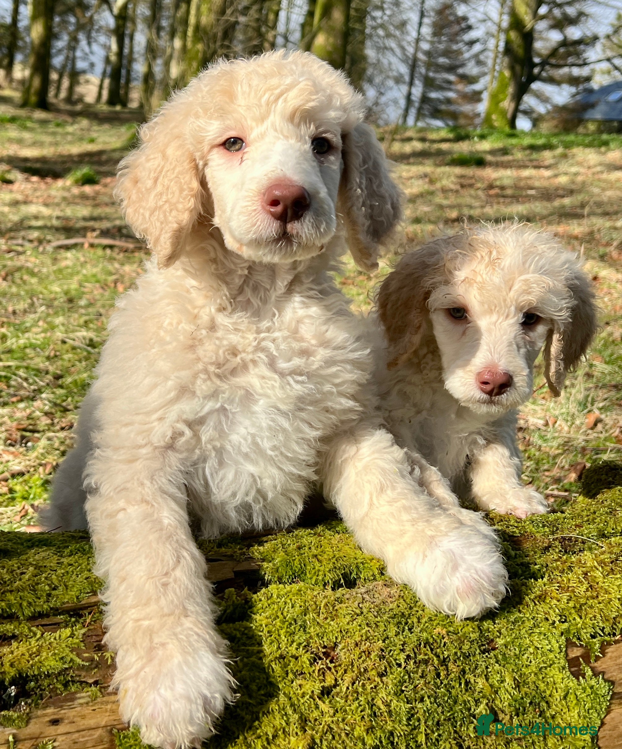 Standard Poodle dogs Stunning KC reg standard poodles  - Advert 14