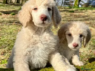 Standard Poodle dogs Stunning KC reg standard poodles - Advert 14