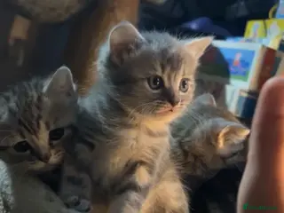 British Shorthair cats Silver tabby British shorthair kittens - Advert 14