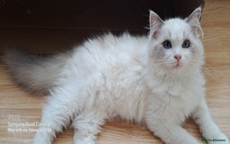 Ragdoll cats for sale: GCCF reg Ragdoll kittens  - Image 13