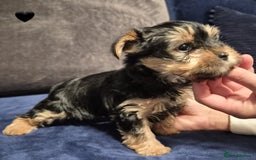 Yorkshire Terrier dogs for sale: Yorkshire terrier puppies (3 girls) - Image 39