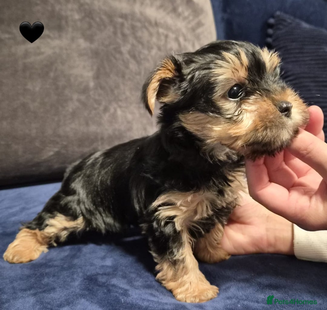 Yorkshire Terrier dogs for sale: Yorkshire terrier puppies (3 girls) - Image 39