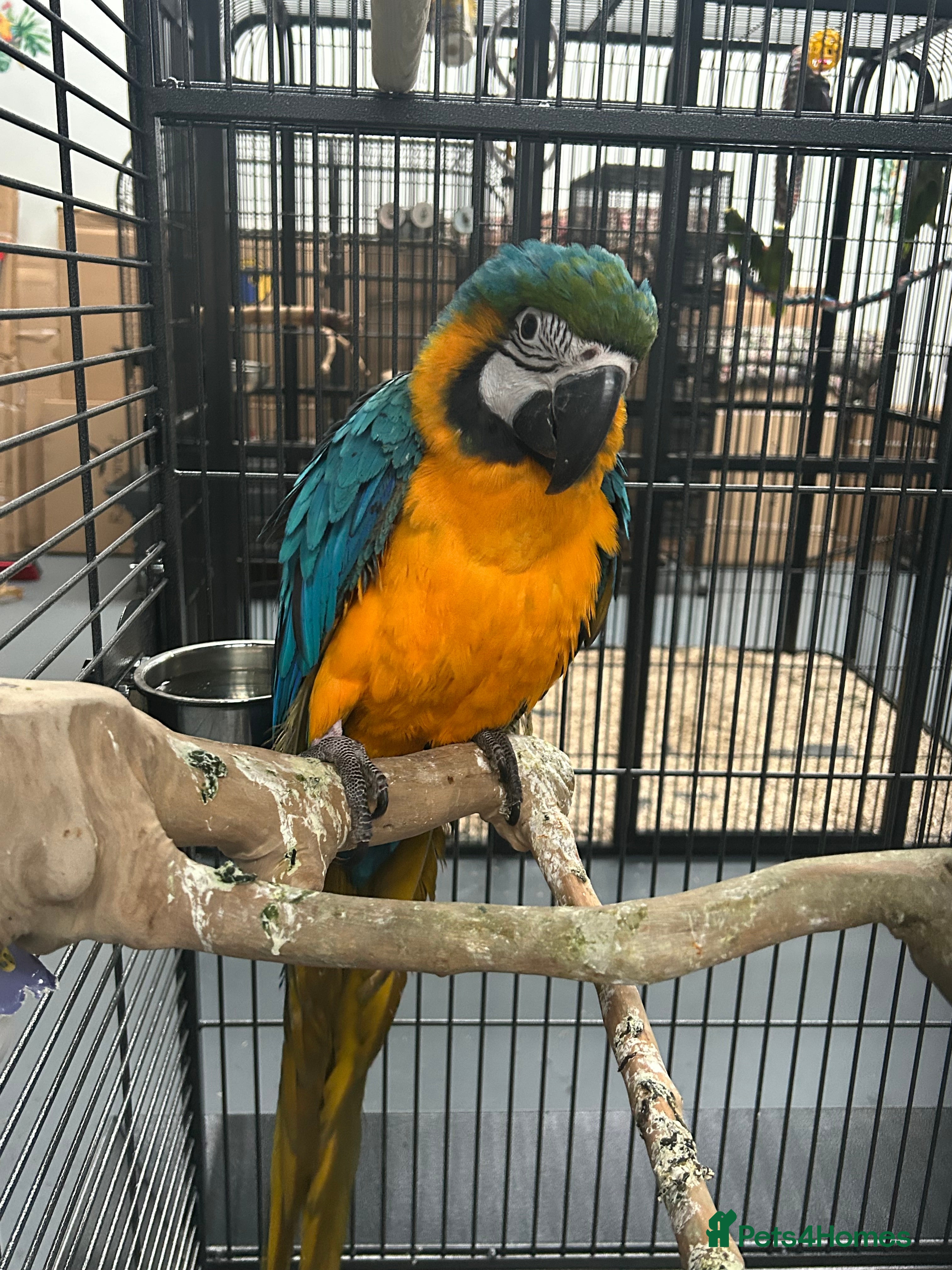 Parrots birds Hand Reared Baby Blue &amp; Gold Macaws  - Advert 3