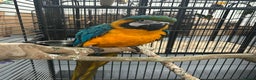 Parrots birds for sale: Hand Reared Baby Blue & Gold Macaws  - Advert 1