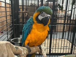 Parrots birds - Advert 18