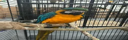 Parrots birds for sale: Hand Reared Baby Blue & Gold Macaws  - Advert 1