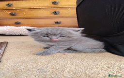 British Shorthair cats for sale: Beautiful fluffy British blue babies ready at  **  - Advert 5
