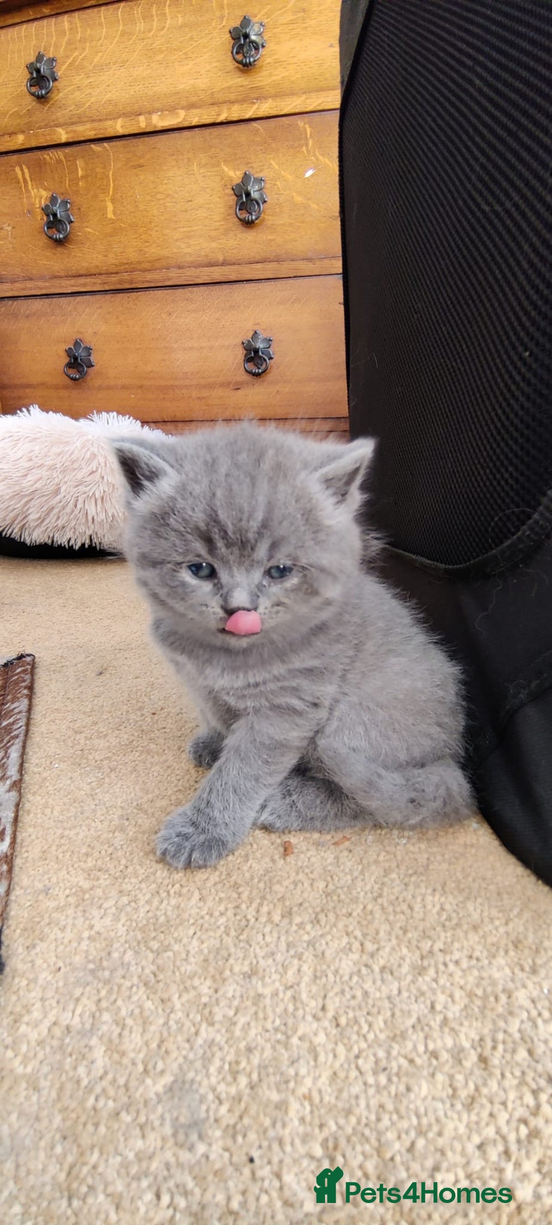 British Shorthair cats for sale: Beautiful fluffy British blue babies ready at  **  - Advert 5