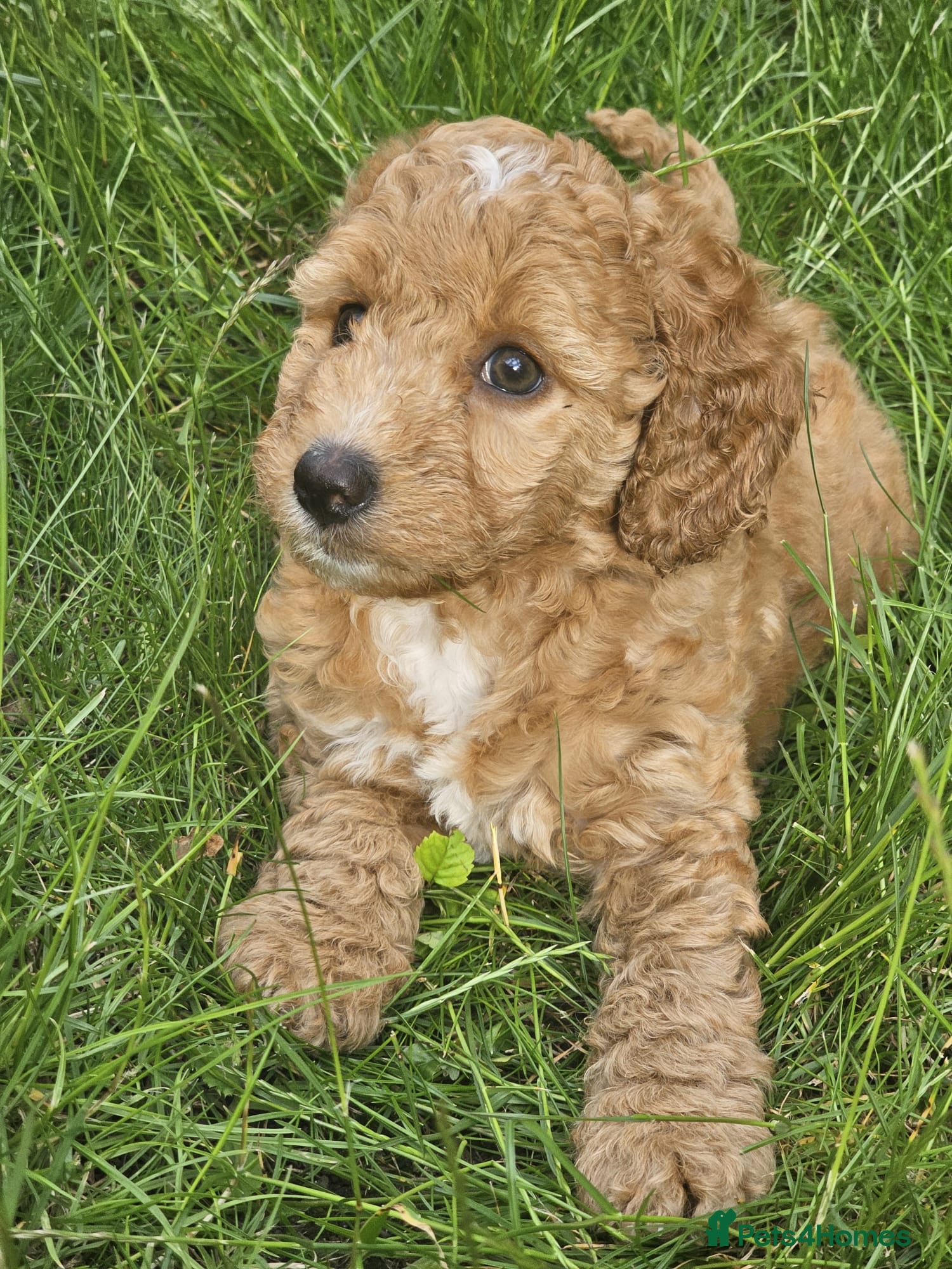 Cockapoo dogs Fox red cockapoo puppies - Advert 2