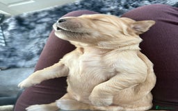 Golden Retriever dogs for sale: 5 gorgeous goldens left! - Image 9