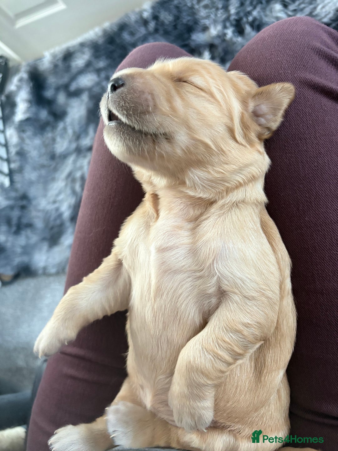 Golden Retriever dogs for sale: 5 gorgeous goldens left! - Image 9
