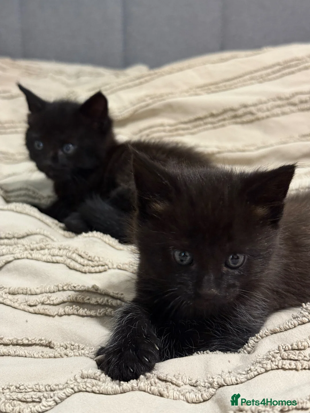 Mixed Breed cats for sale: Maine Coon  in Gloucester - Advert 6