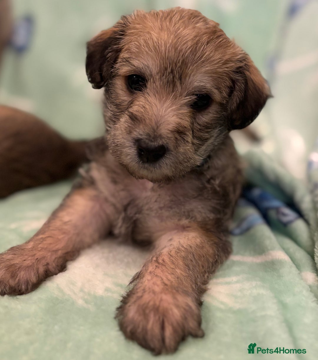 Mixed Breed dogs for sale: Westiepoo puppies - Advert 22