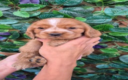 Cocker Spaniel dogs for sale: SUPERB SHOW TYPE COCKER SPANIEL PUPPIES  - Image 4