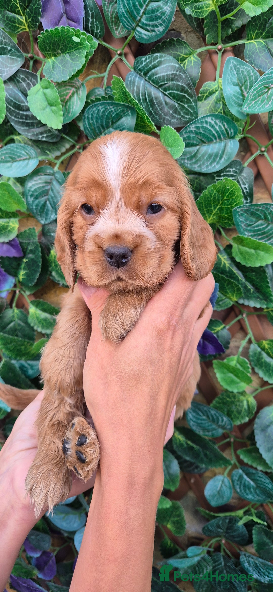 Cocker Spaniel dogs for sale: SUPERB SHOW TYPE COCKER SPANIEL PUPPIES  - Image 4