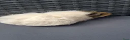 Guinea Pig rodents for sale: Baby boy guinea pigs  - Advert 13