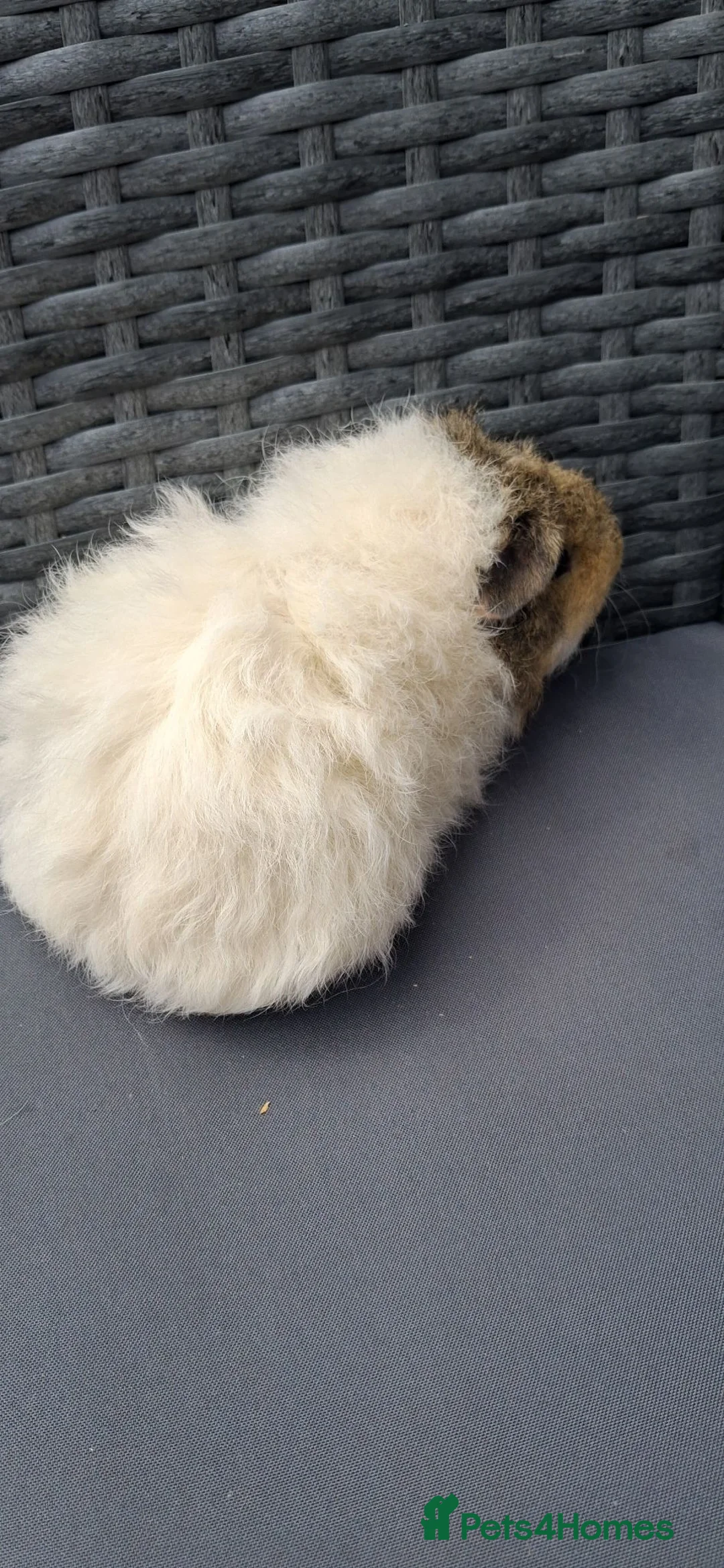 Guinea Pig rodents for sale: Baby boy guinea pigs  - Advert 13