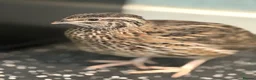 Quail poultry for sale: Coturnix Hatching eggs - Advert 6