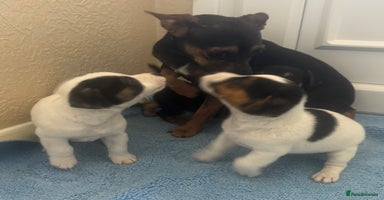 Jack Russell dogs Minituare short haired jack Russell’s ready now - Advert 2