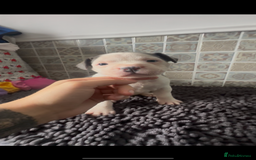Mixed Breed dogs for sale: Staffie/Frenchie pups - Image 5