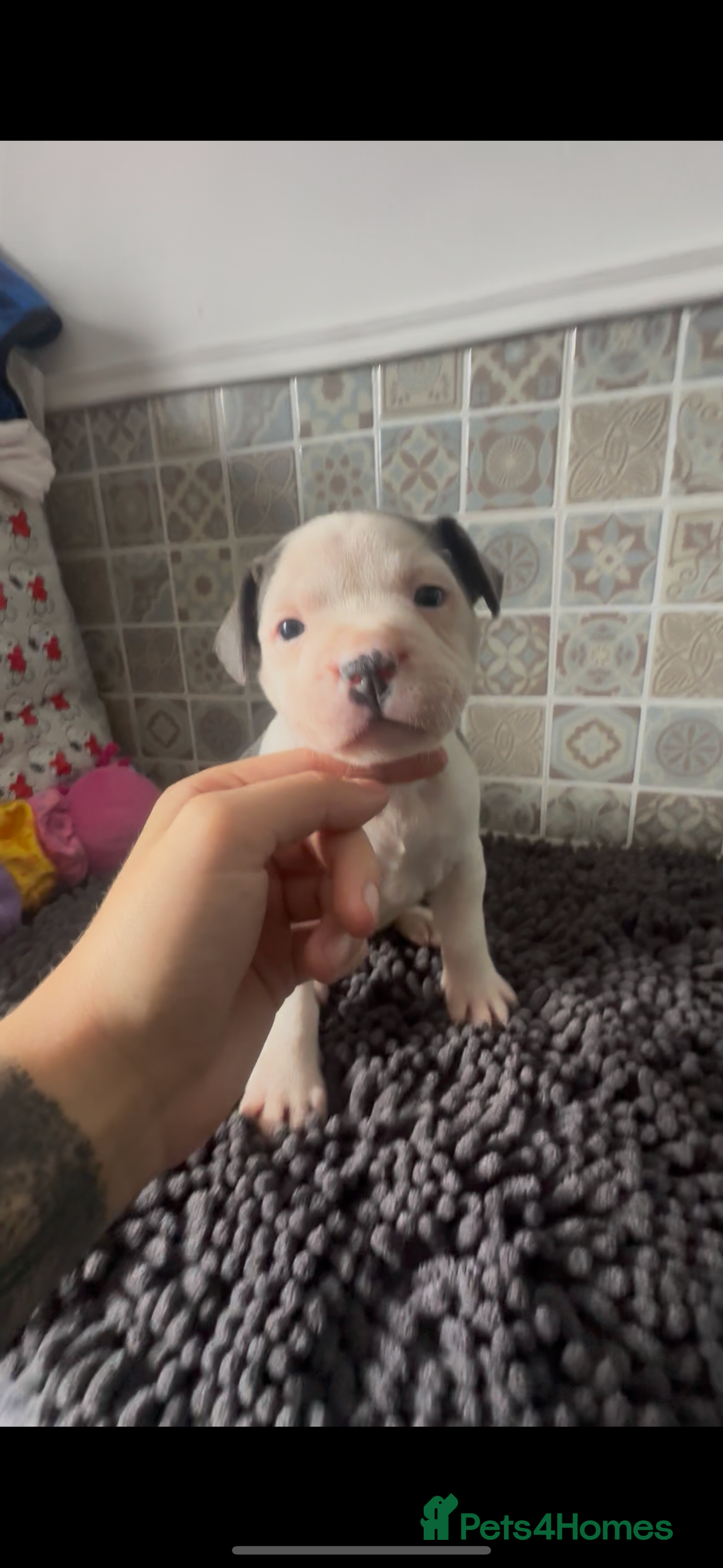 Mixed Breed dogs for sale: Staffie/Frenchie pups - Image 5
