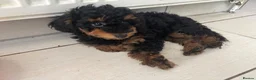 Toy Poodle dogs for sale: Beautiful hypoallergenic Toy poodle pups  - Advert 2