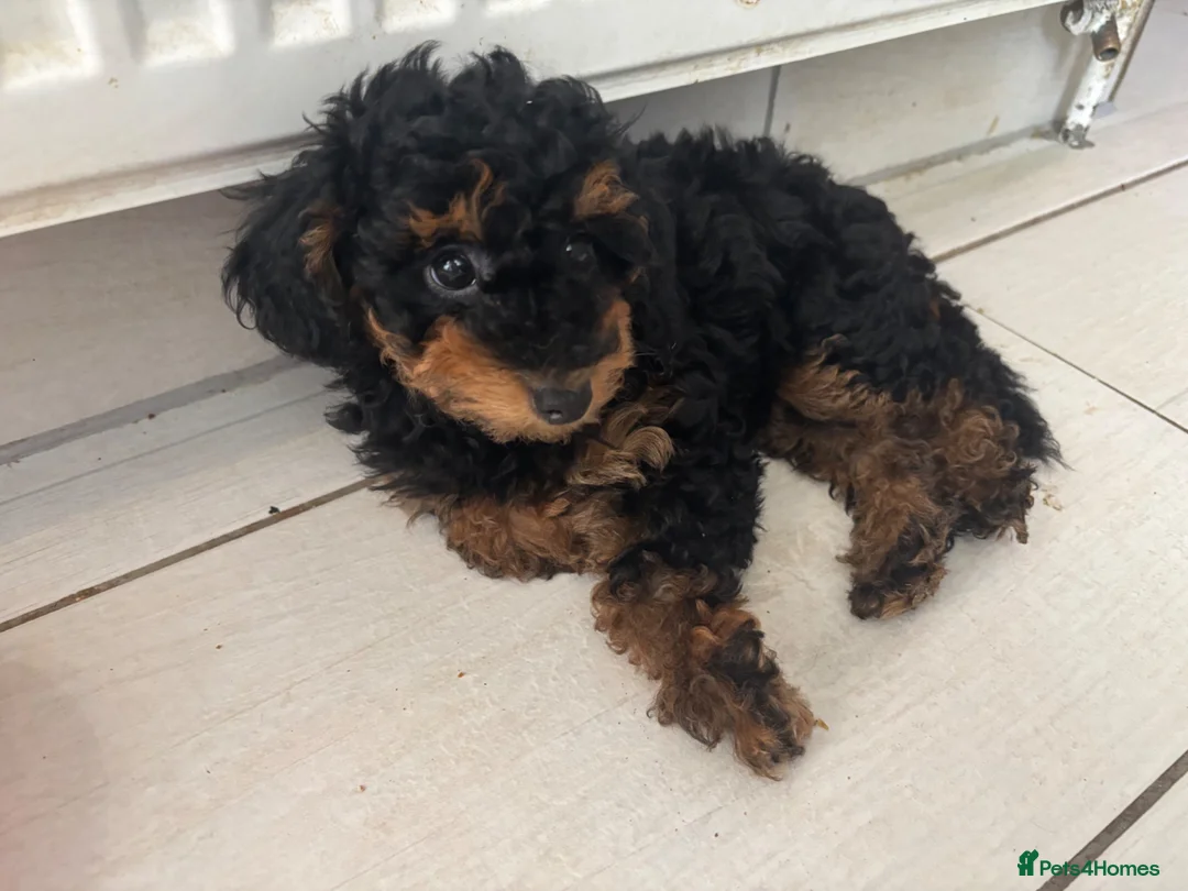 Toy Poodle dogs for sale: Beautiful hypoallergenic Toy poodle pups  - Advert 2