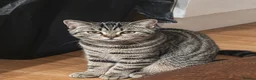 Scottish Fold cats for sale: Scottish fold kittens  - Advert 3