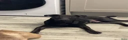 Mixed Breed dogs for sale: 6 month old patterdale x Lakeland  in Llandudno Junction - Advert 7